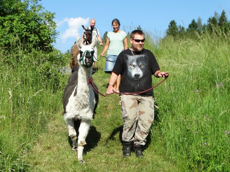 Die Lamas werden durch hohes Gras geführt